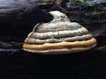 Load image into Gallery viewer, agarikon mushroom
