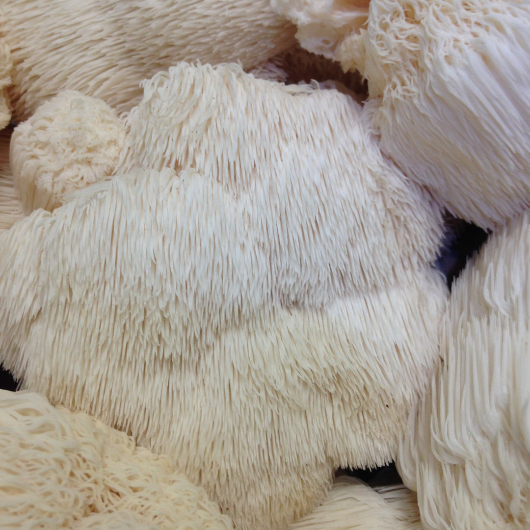 Lions Mane Mushroom